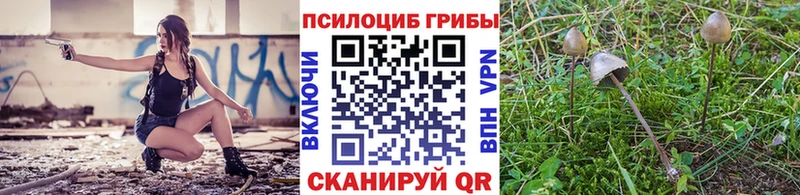 как найти закладки  mega зеркало  Псилоцибиновые грибы GOLDEN TEACHER  Майкоп 